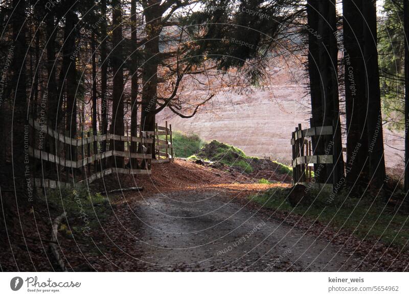 Forest path with wooden fence and the path to the light where the idyll is deceptive forest path Wooden fence Nature trees To go for a walk Idyll Hiking off