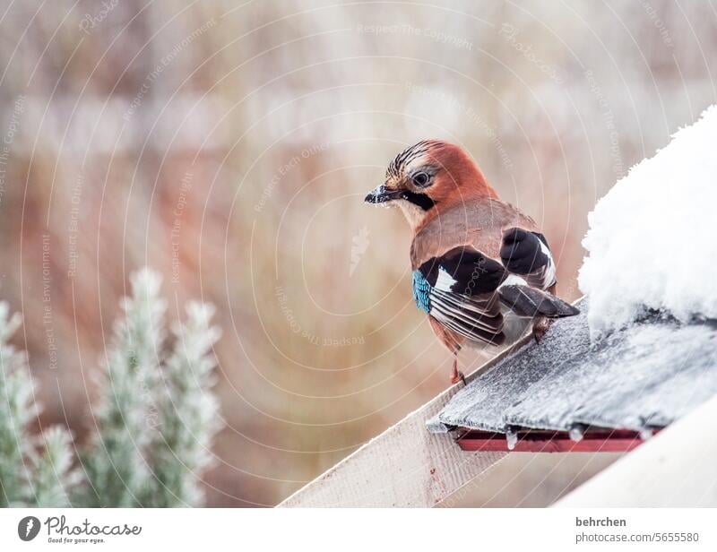 Beauty & Beauty inquisitorial Curiosity aviary Wintertime Winter Silence winter Winter's day Winter mood Snowfall Cold beautifully especially Animal protection