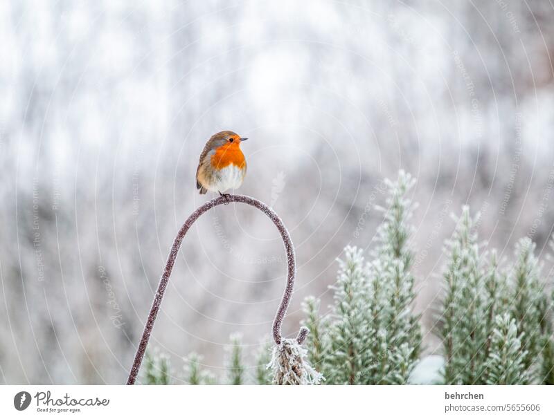 for the little souls Ornithology Exterior shot Seasons Winter Garden Cute birds Environment Robin redbreast pretty Love of animals Bird Animal Colour photo