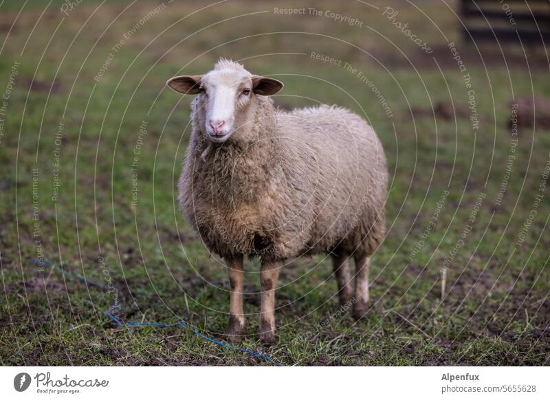 Zero desire for sheep ! Sheep Lamb's wool Wool Farm animal Meadow Nature Exterior shot Animal Colour photo Willow tree Grass Animal portrait Pelt Sheepskin