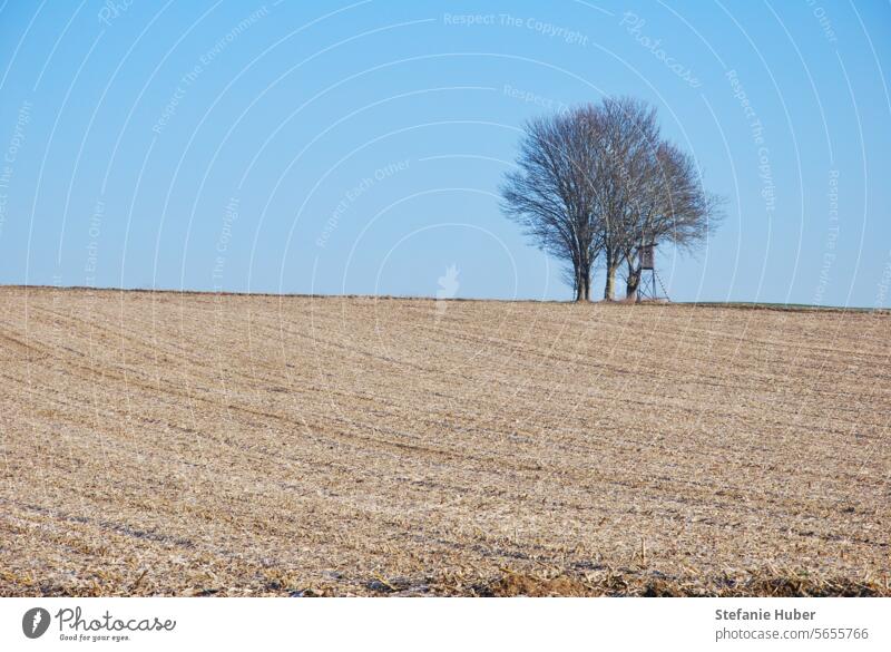 Tree with raised hide next to it on a hill in the field Field Nature Landscape Exterior shot Environment Deserted Day Hunting Blind Winter Cold Loneliness Calm