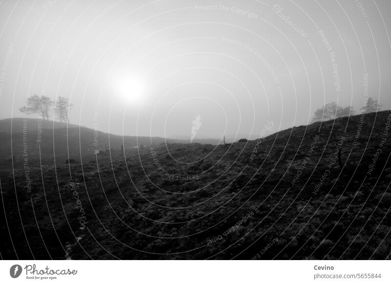 Gloomy foggy landscape Fog Forest somber Cloud forest Creepy Fear horrendous Sun Clouds desaturated Nature Hill dunes Bog Marsh marshland obfuscated Mystic Dark