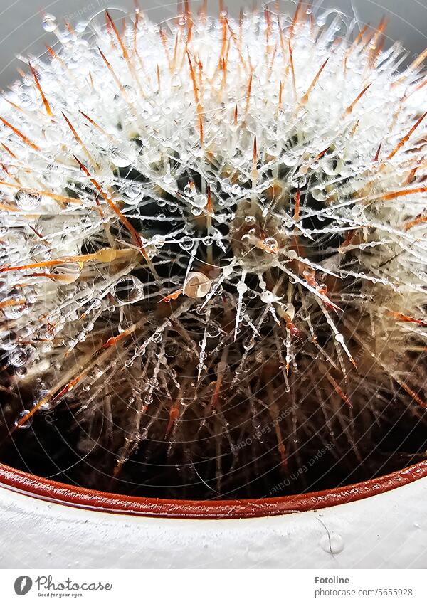 Sometimes even a cactus needs some water. Drops of water have collected on the pointed spines. Cactus Plant Green Thorn Thorny Detail Exotic Point botanical