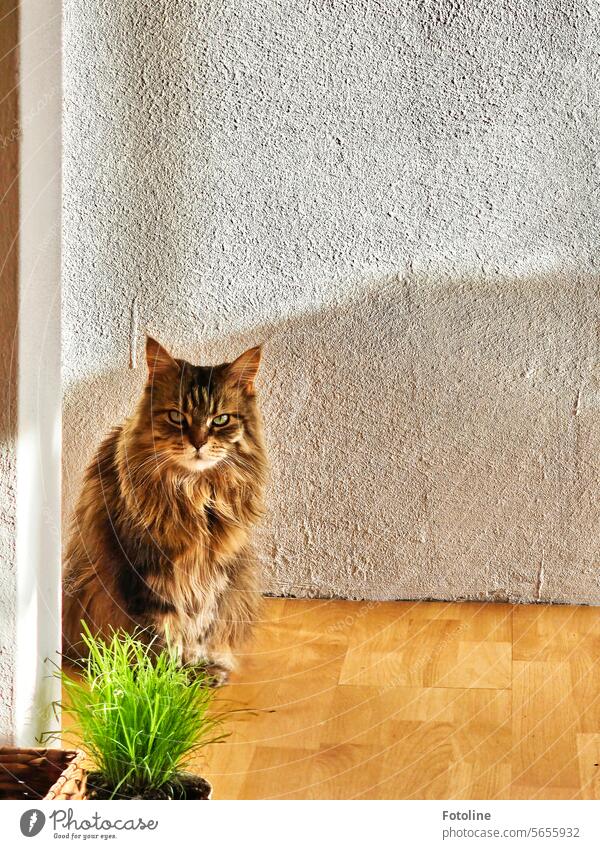 That look! I know exactly what she means. My cat just sits there with that look and tells me in this way that she wants something to eat or drink. Cat Pelt