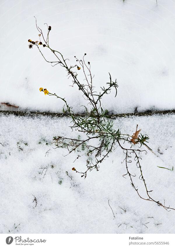 The transition from fall to winter sometimes just happens overnight. This little flower is still in bloom and defies the winter. Winter Snow chill White Flower