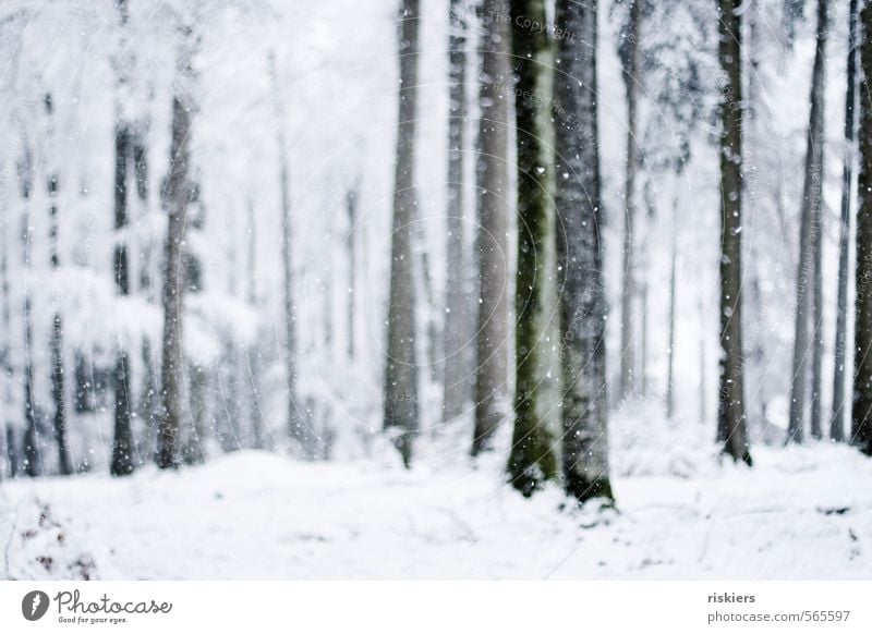 so must winter ii Environment Nature Plant Winter Weather Beautiful weather Snow Snowfall Tree Forest Fresh Cold White Moody Calm Exterior shot Deserted Day