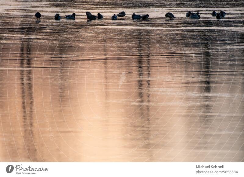 Ducks on a frozen lake Duck birds ducks Lake Winter Cold Nature Ice Frozen Frost Freeze Deserted Frozen surface Winter mood plumage