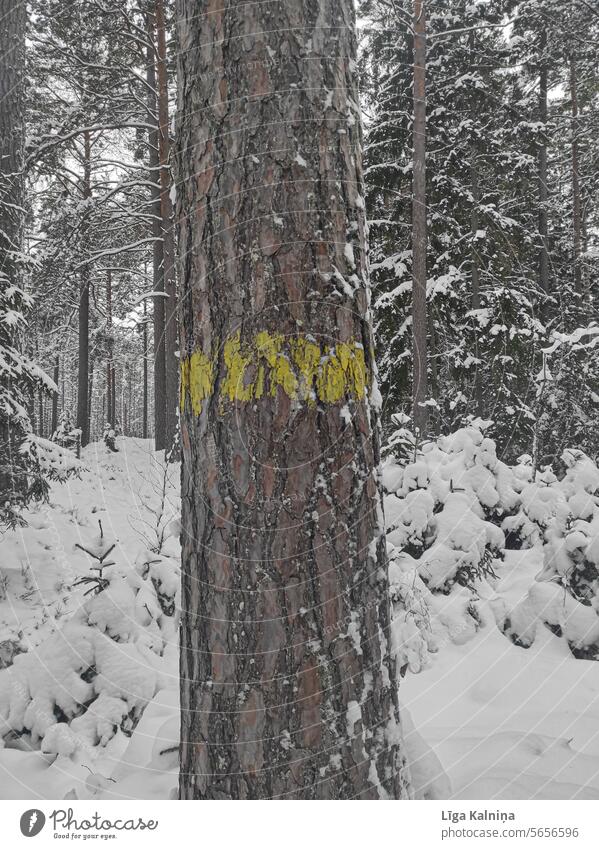 Tree bark in forest in winter Landscape Tourism Beautiful weather Relaxation Nature Far-off places Vacation & Travel Winter walk Snowscape Cold Seasons