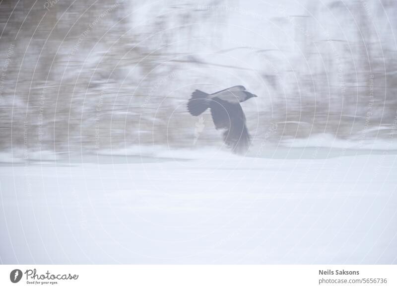 Hooded crow Corvus cornix in flight over a frozen snow covered lake. Winter landscape. Blurry background of river shore grass animal beak bird black claw