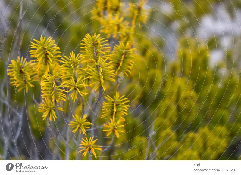 Goldilocks Pine Japanese pine Nature pine tree Plant Vegetation