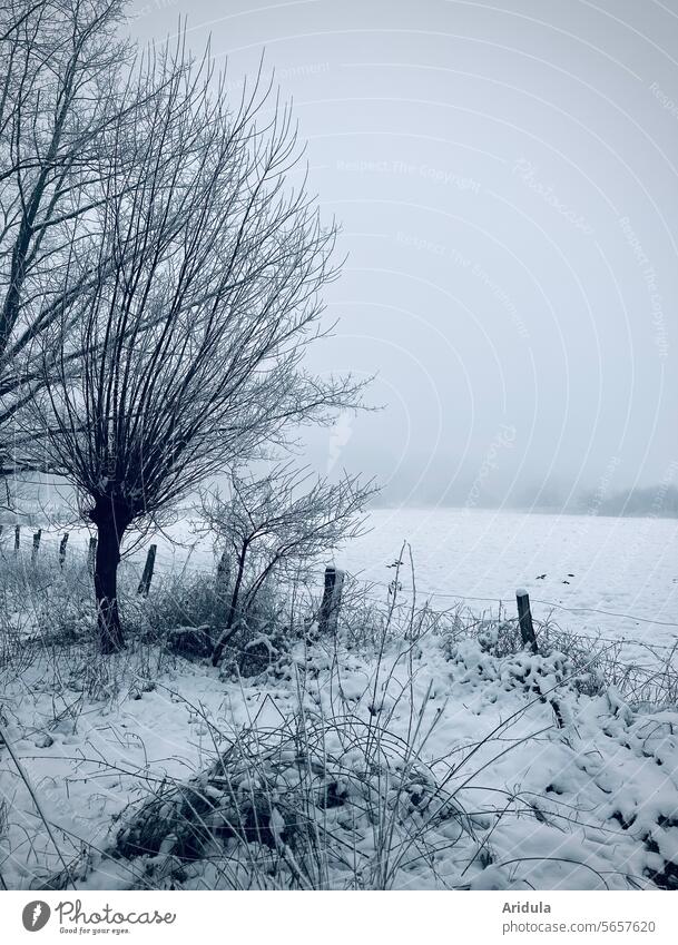 Foggy winter pasture with trees Winter Willow tree Tree foggy Cold Fence Landscape Snow Weather White Nature snowy Frost