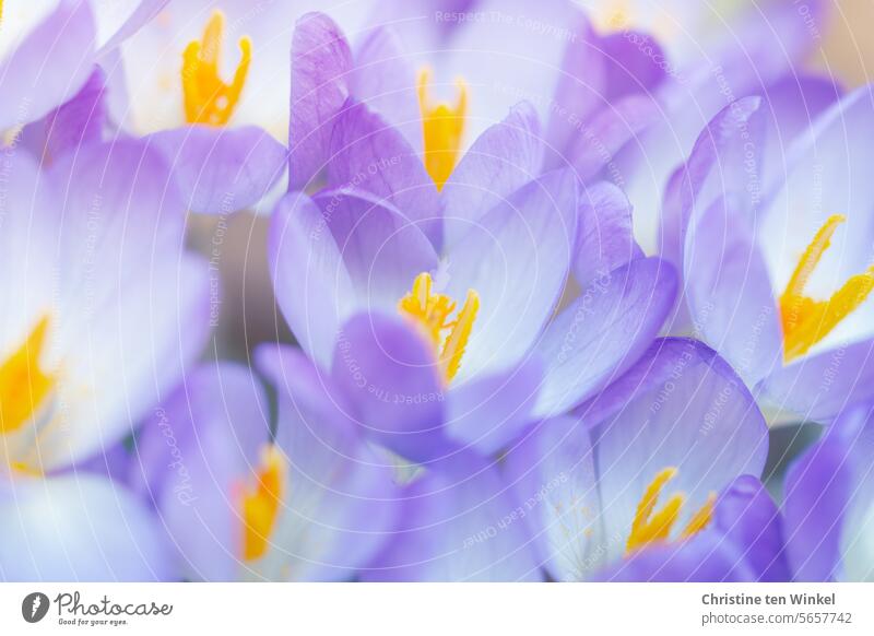 purple crocuses Crocus Spring flowering plant bulb flower Flower Nature Violet Blossom Garden Spring crocus naturally flora and fauna Spring fever Blossoming