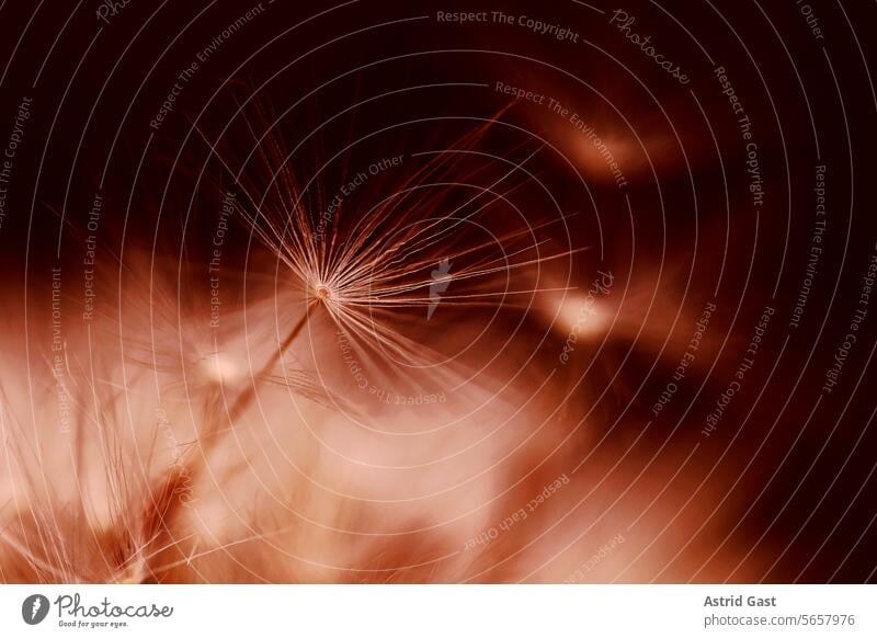 Close-up of a dandelion, a faded dandelion in the color peach fluff Dandelion flowers Plant Sámen Blossom dandelion blossom Faded versamen propagate Flower