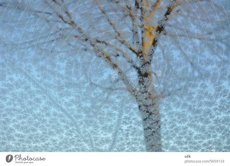 Ice flowers on the windshield, behind it a bare lime tree against a blue sky. Frostwork ice crystals Crystal structure Ice crystal Frozen Cold Winter