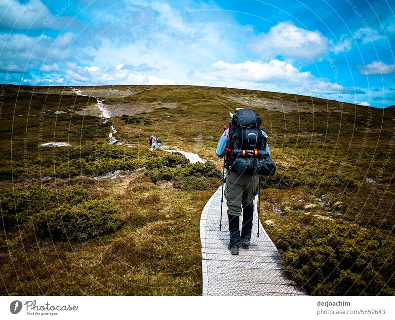 Hike on the Overland Track , Lake Saint Clair in Tasmania hiking in nature Environment Beauty in nature pretty naturally Summer Landscape Nature Close-up