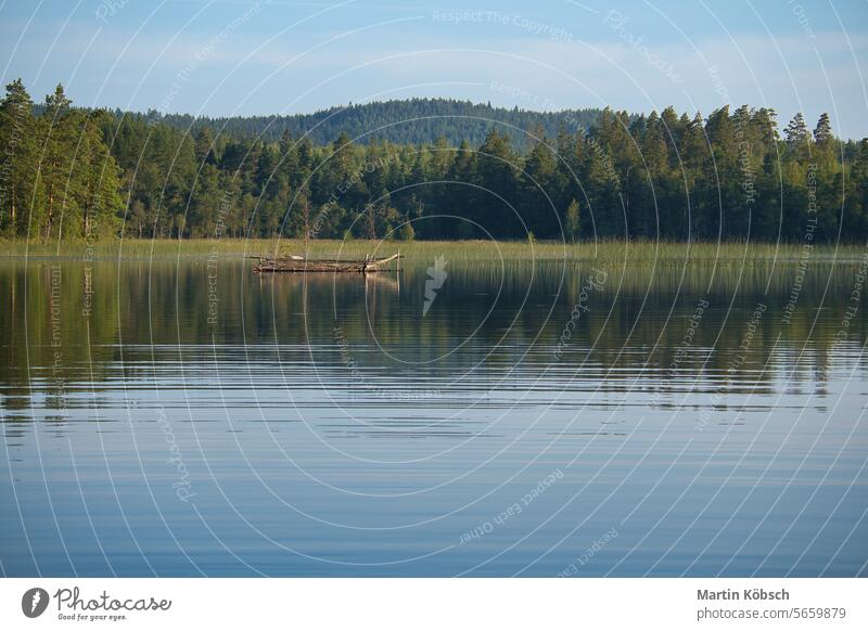 a lake in Sweden in Smalland. Blue water, sunny sky, green forests. Relaxation sweden smalland travel nature vacation landscape fish relaxation water lilies