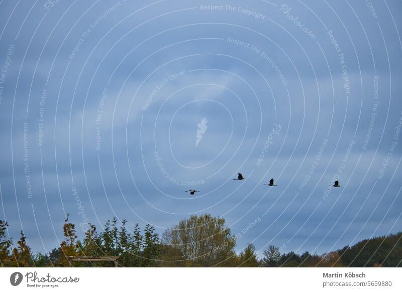 Two cranes fly over trees in a forest. Migratory birds on the Darss. Baltic Sea. Crane field ornithologist animal season adventure landscape migratory fall