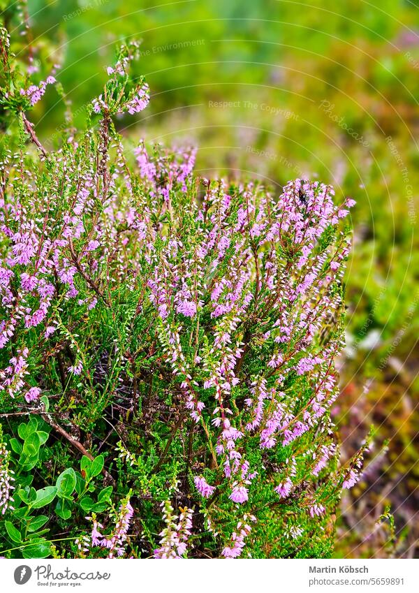 Erica (heather) in autumn light with beautiful bokeh. Pink, white and green flower flora nature botany beauty romantic park spring flower beautiful colors macro