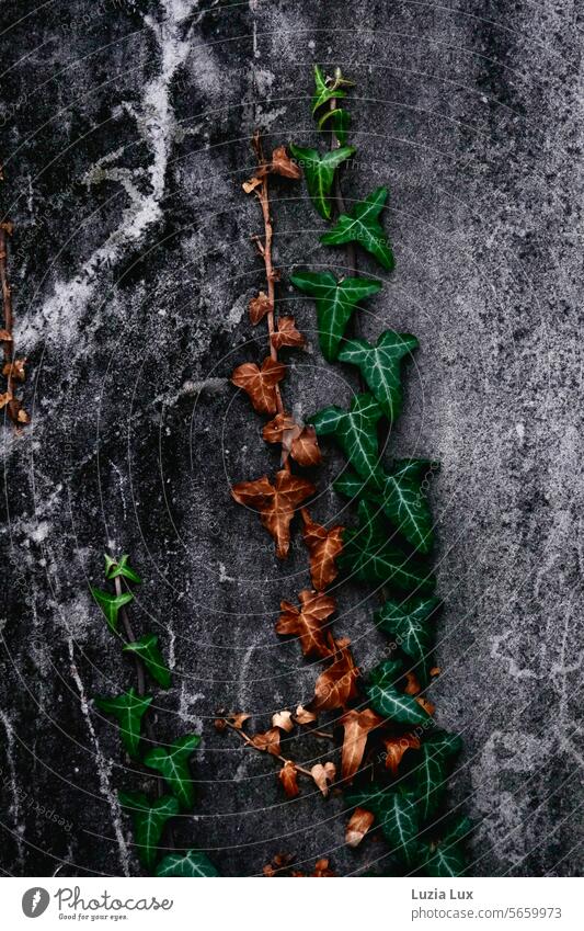 Ivy branches, green and withered together ivy leaves Ivy vines Green Withered Tendril Wall (barrier) Wall (building) Plant Growth Creeper Overgrown Leaf