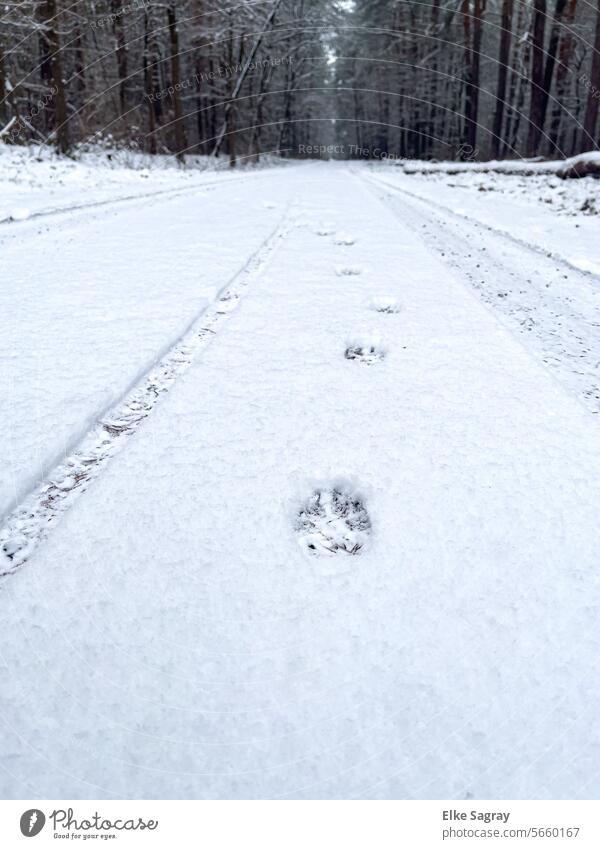 Large animal tracks on a forest path in the snow.... Animal tracks Snow Nature White Tracks Environment Exterior shot Winter Winter's day Cold Snow track