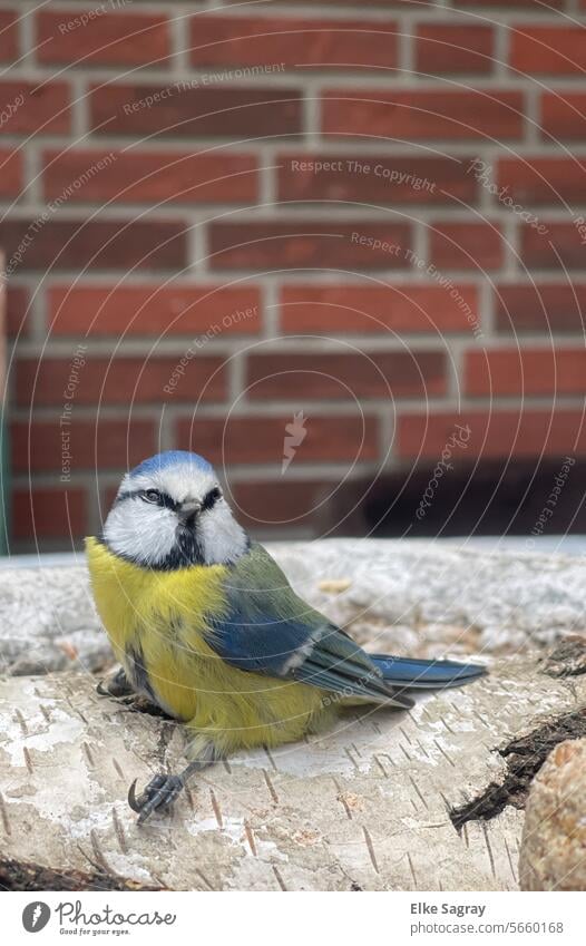 Bird photography - Blue tit resting on a birch branch Tit mouse Nature Exterior shot Wild animal Animal portrait Environment Feather Small Beak Close-up