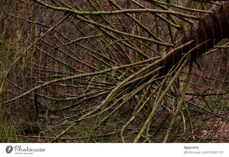 Tumbling tree - A mighty treetop with radiating branches lying upside down on the ground after a wind breakage Windbreak Wind damage Storm damage Tree Treetop