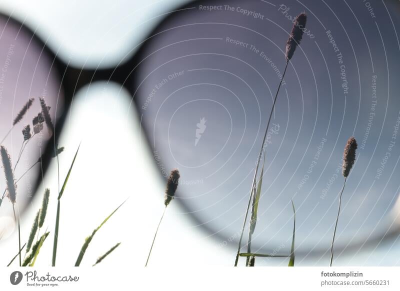 Sunglasses view of the sky and blades Sky stalks Weather grasses Eyeglasses light protection Summer feeling Grass Light Dazzle Dream look up to the sky Dreamily