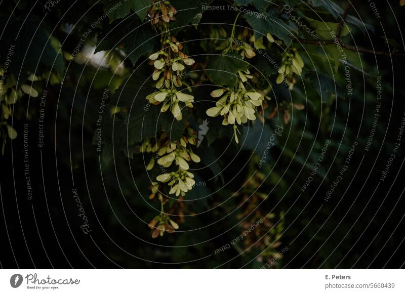 Sycamore tree with maple seeds Acer pseudoplatanus Mountain maple Maple tree Maple seed maple fruits Maple Propeller Leaf Nature Plant Tree Autumn Exterior shot