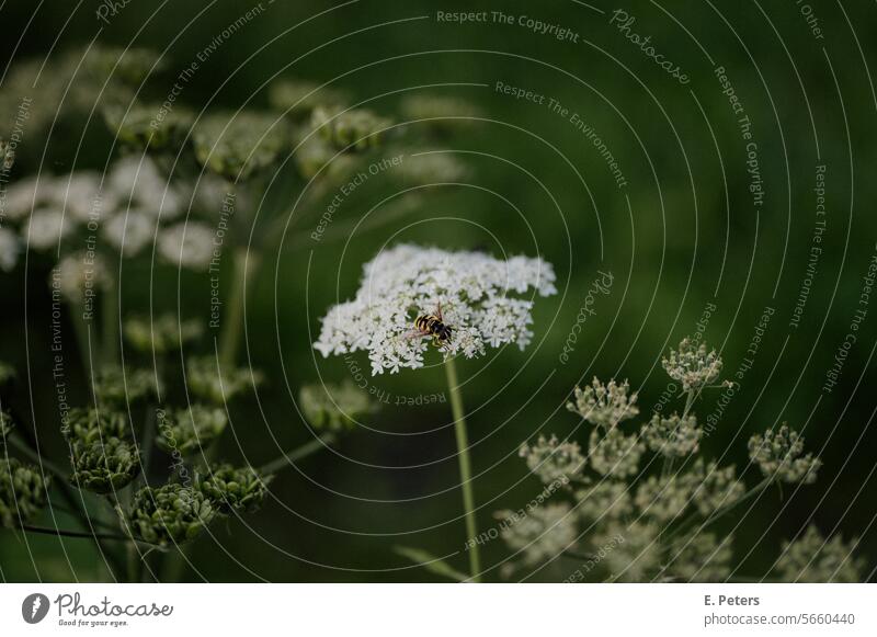 Hoverfly sitting on a plant with white flowers Hover fly Plant plants Park Green pretty Nature Flower Spring Summer Garden Growth