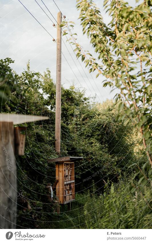 Insect hotel in a park in summer insect hotel Park Summer Power lines Hamburg Green Nature Exterior shot Sky Environment Colour photo Tree Day Plant Deserted