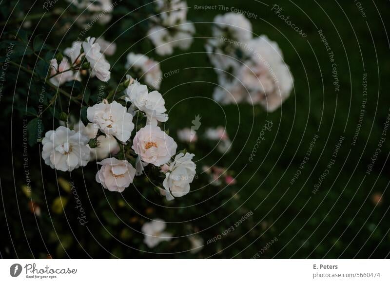 Beautiful rose bush in a park rosesbush Park pink white roses moody Green Blossom Flower Romance Summer Garden Rose blossom naturally Fragrance Dark Moody Plant