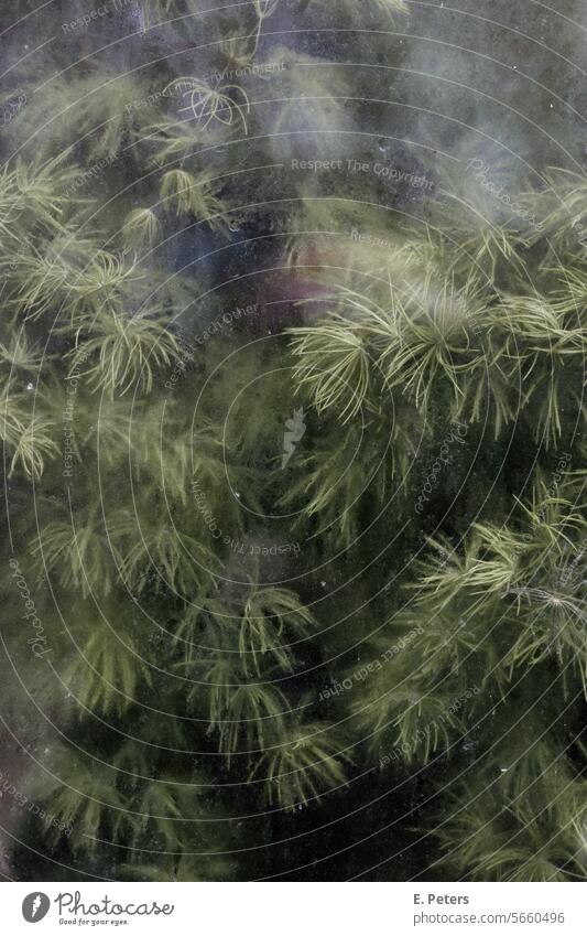 Long green leaves behind the steamed-up glass pane of a greenhouse Dark Green Plant Greenhouse Light Shadow Contrast Contrasts Botany plants beautiful plants