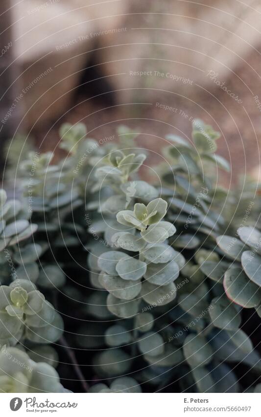 Dark green leaves of a plant in a greenhouse Green Plant Greenhouse Light Shadow Contrast Contrasts Botany plants beautiful plants foliage Delicate Small Growth