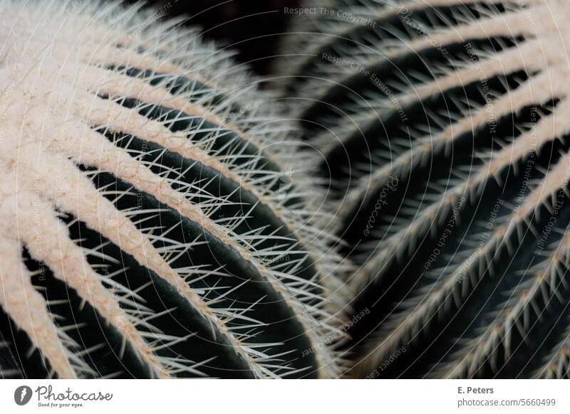 Two cactuses with yellow rows of spines standing close together Dark Green leaves Plant Greenhouse Contrast Contrasts Botany plants beautiful plants Cactus