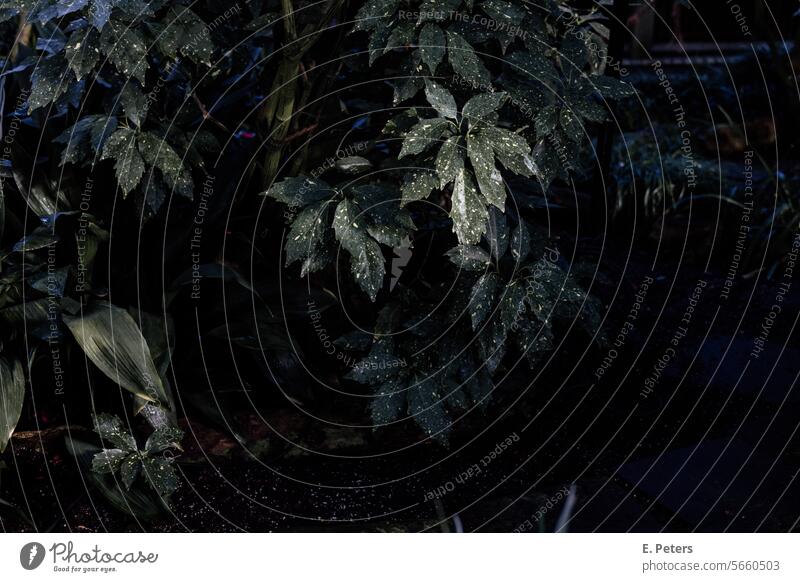 Dark green leaves of a plant in a greenhouse Green Plant Greenhouse Light Shadow Contrast Contrasts Botany plants beautiful plants foliage speckled leaves