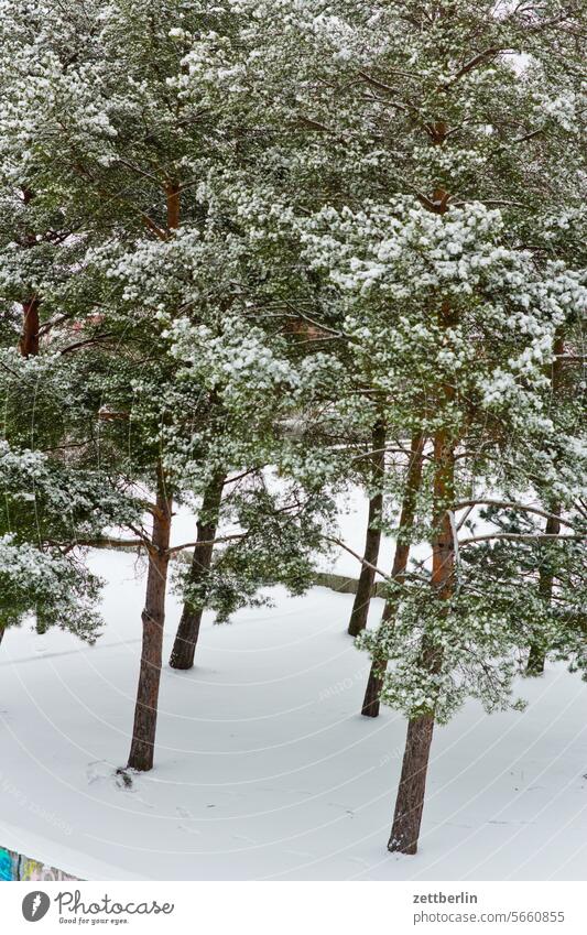 Snow on pine trees Berlin snowed in Cycle path Frost January Cold chill Virgin snow Park Snow layer Town Winter winter holidays Tree Coniferous trees Jawbone