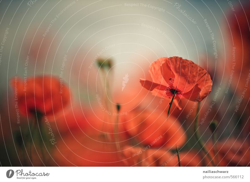 Poppies on summer meadow Summer Sun Garden Environment Nature Plant Spring Flower Grass Blossom Wild plant Meadow Field Blossoming Fragrance Blue Red Peaceful