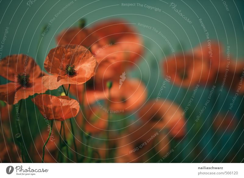 Poppies on summer meadow Summer Sun Garden Flower Grass Meadow Field Blossoming Blue Green Red Peaceful Idyll Poppy Corn poppy papaver rhoeas Meadow flower