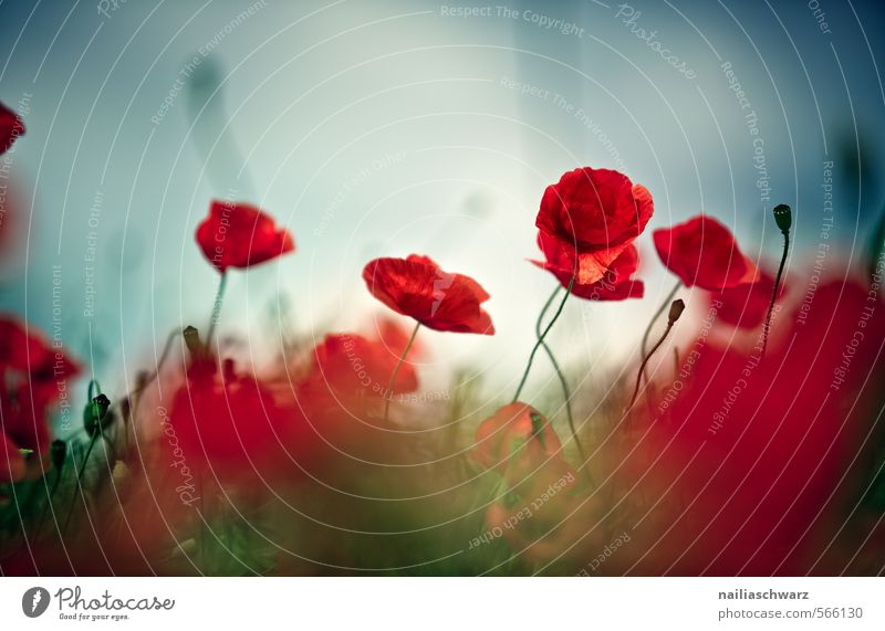 Poppies on summer meadow Summer Sun Garden Environment Nature Plant Spring Flower Grass Meadow Field Blossoming Fragrance Happiness Blue Green Red Spring fever