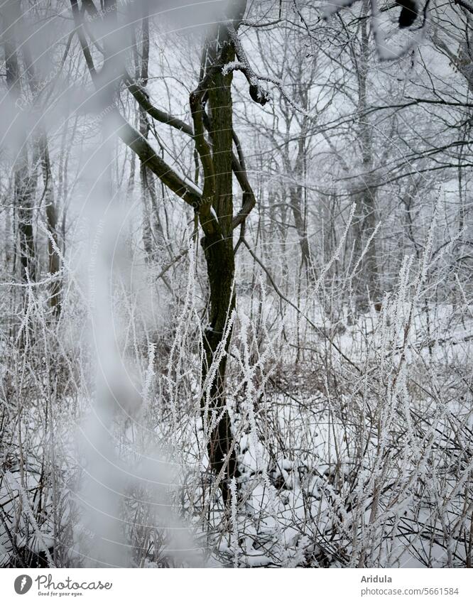 Whimsical shapes in the winter forest Forest Winter Tree trees Snow Frost Cold Tree trunk branches White blurred Winter's day Weather Seasons Gray