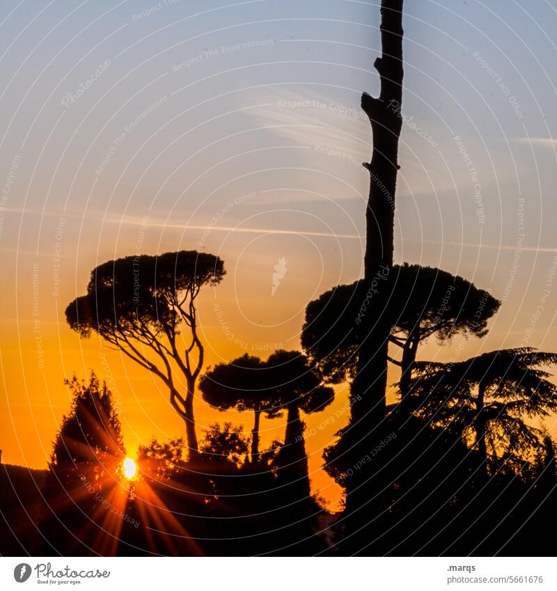 Roman evening cirbe Italy Evening Dusk Sunset Silhouette Warmth Vacation & Travel Tourism Tree Nature Twilight Sky romantic