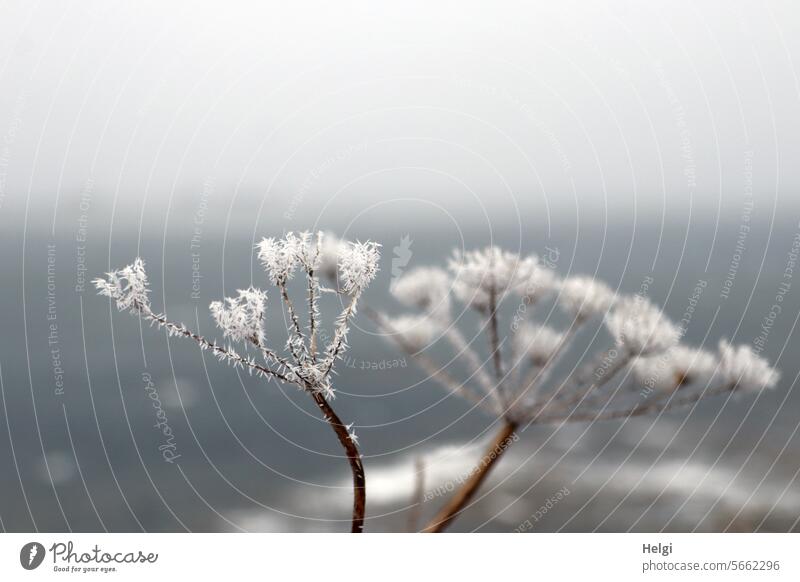 hoarfrost Hoar frost Flower umbel Shriveled Winter chill ice crystals Fog Winter mood Close-up Frozen Frost Cold Freeze Winter's day Seasons Deserted Nature