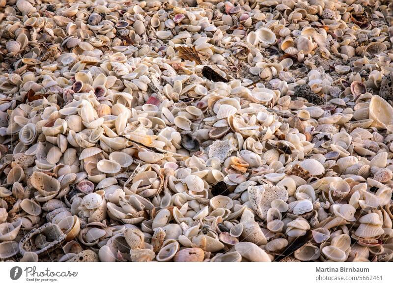 Full frame shot of different kinds of shells on a beach in Florida florida full frame pattern texture travel sand nature summer detail background ocean coast