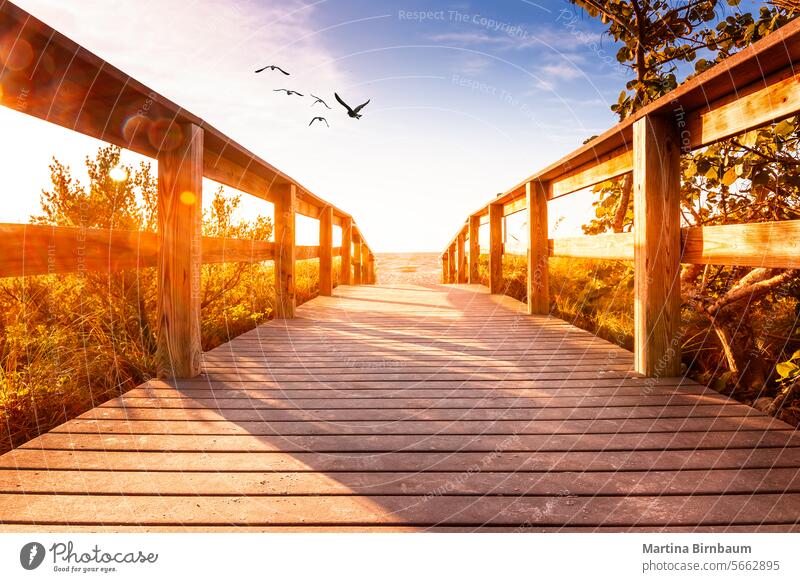 Boardwalk to the beach on Sanibel Island, Florida USA sanibel island florida landscape boardwalk sunset nature vacation pier sea sunrise ocean sky travel