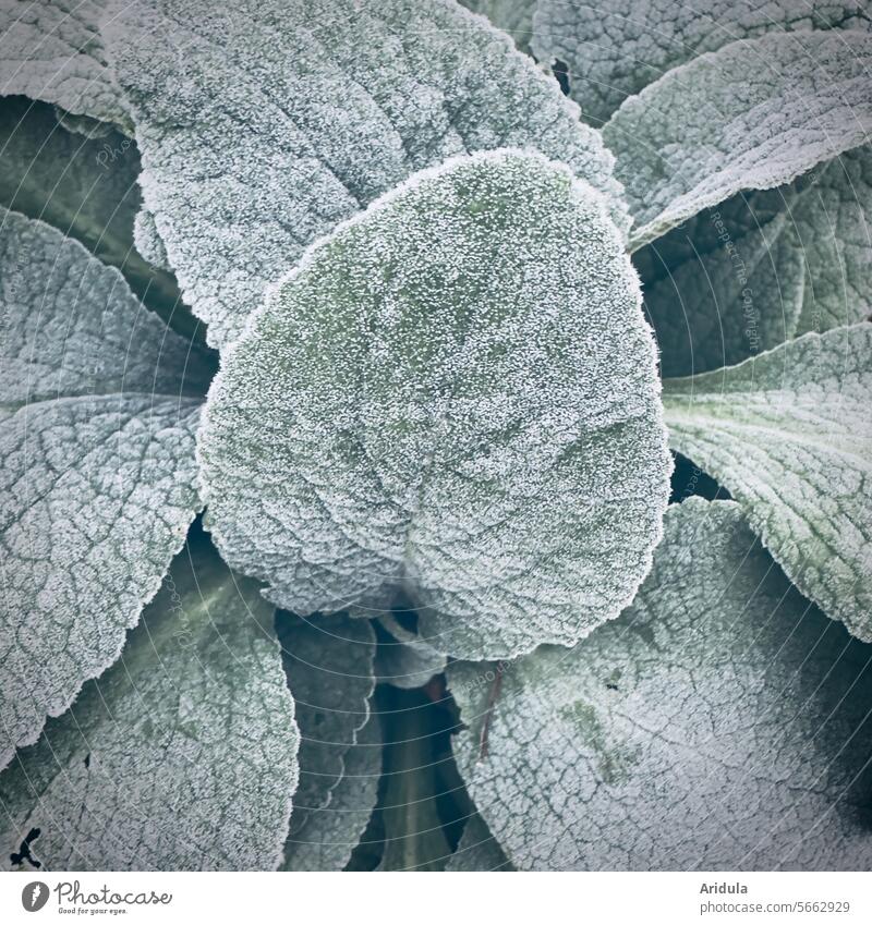 Frosty leaves of the silver candle Winter Green Plant Hoar frost Silver candle Leaf chill winter Cold Nature Frozen