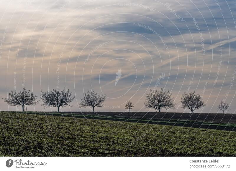 Row of trees of different sizes on the horizon under a cloudy sky. Nature Landscape Environment Sky Tree disparate big and small except the row Field Green Calm