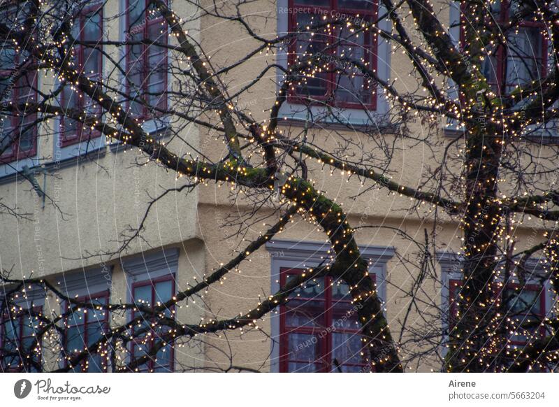 restrained festive Glazed facade Dark bare tree Fairy lights Gloomy Twilight Winter somber Bleak Tree Christmas decoration Lamp winter Adorned decorated