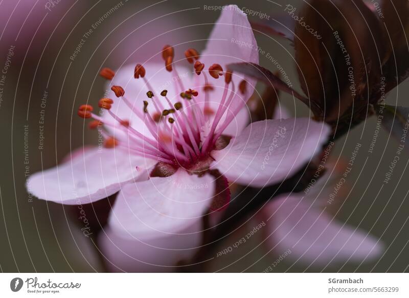 Blood plum flower pink flowering blood plum Blossom Spring Blossoming Nature Pink Close-up Plant Shallow depth of field Macro (Extreme close-up) Detail Garden