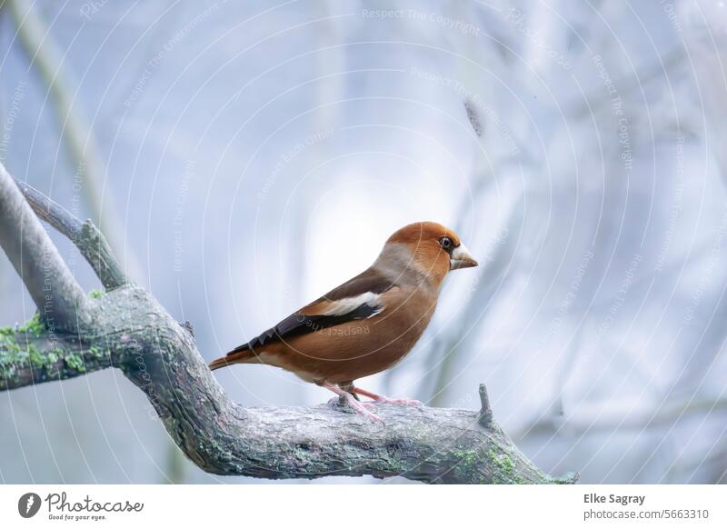 Winter bird portrait - hawfinch on a frozen branch Hawfinch birdwatching Exterior shot Deserted Bird Animal Colour photo Wild animal Animal portrait