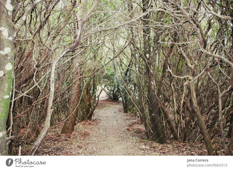 Hiking trail through densely overgrown trees tight Forest Tree Landscape flora Plant forests Wild Outdoors height Picturesque Lush Nature Holiday season